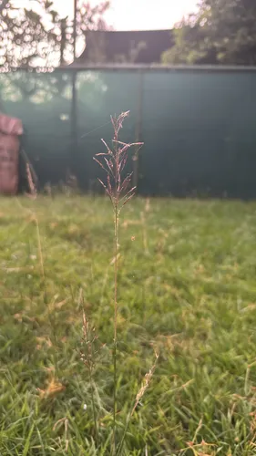 Golden False Beardgrass