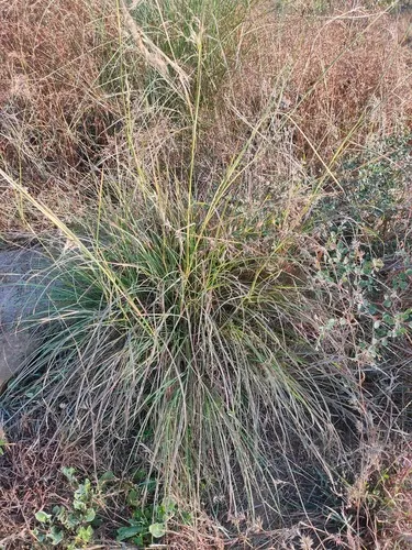 Red False Beardgrass