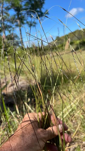 Florida False Beardgrass — photo by sdickman