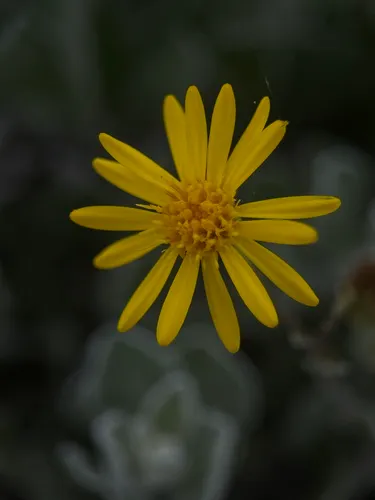 Florida Goldenaster