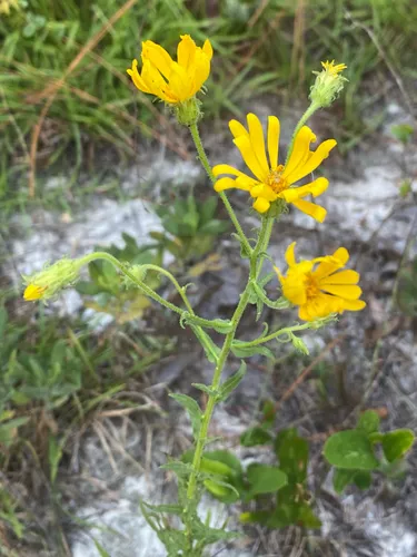 Lynn Haven Goldenaster