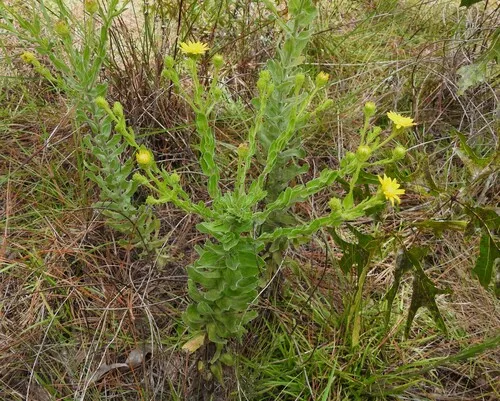Pineland Goldenaster — photo by Mark Kenderdine