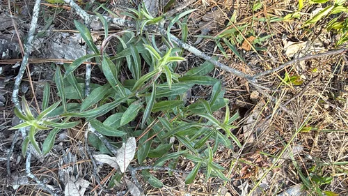 Maryland Goldenaster