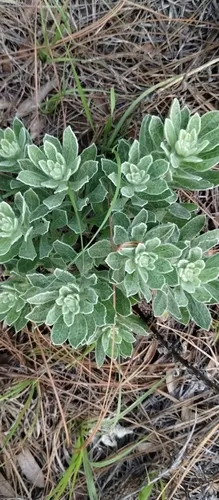 Coastal Plain Goldenaster