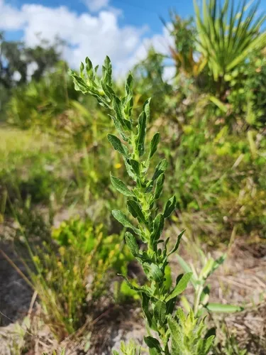 Scrubland Goldenaster — photo by dakoda