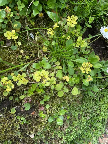 Alternate-leaf Golden Saxifrage