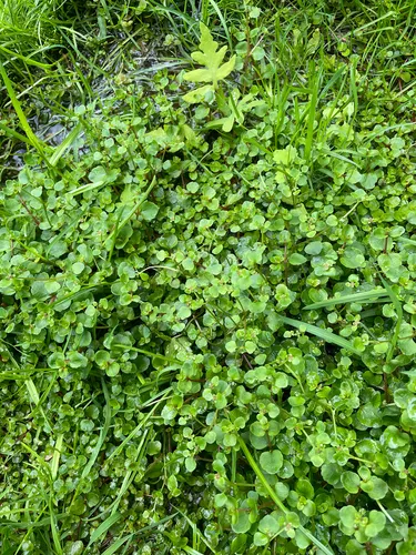 American Golden Saxifrage