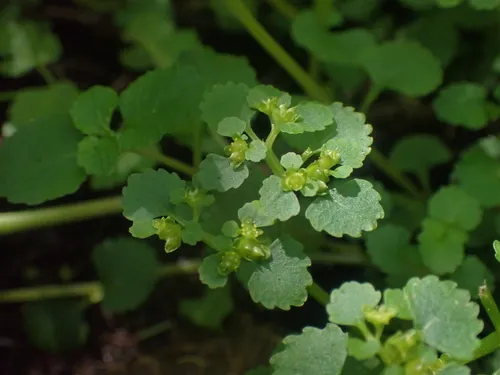 Pacific Golden Saxifrage