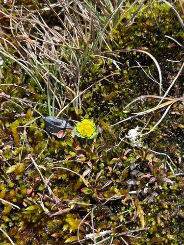 Rosendahl's Golden Saxifrage