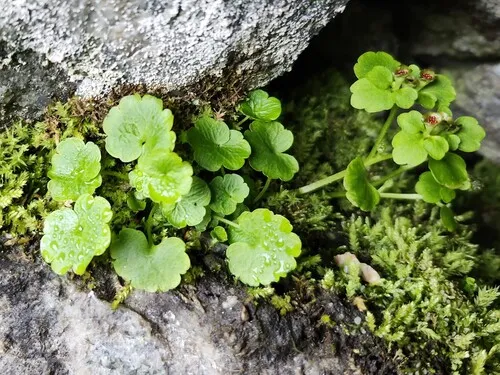 Northern Golden Saxifrage