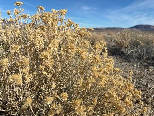 Greene's Rabbitbrush