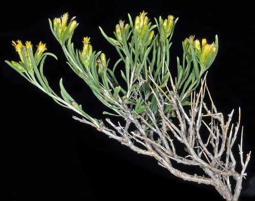 Truckee Rabbitbrush — photo by Gerry Carr