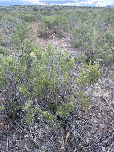 Yellow Rabbitbrush — photo by Cecelia Alexander
