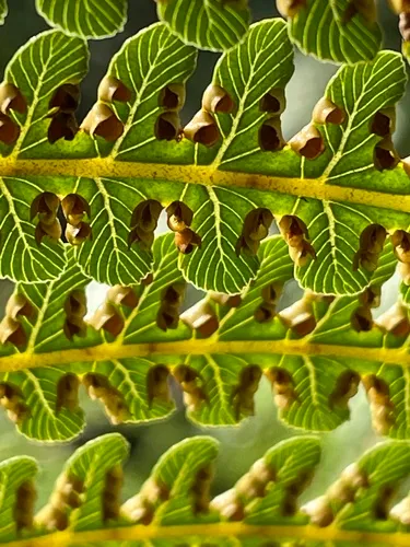 Neal's Manfern
