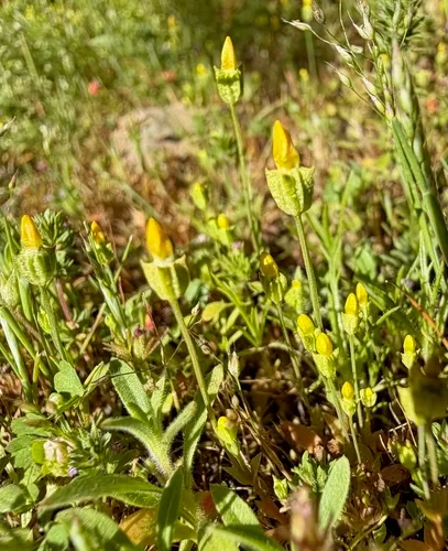 Oregon Timwort — photo by Sue Lindner