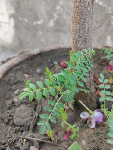 Chick Pea — photo by Krishna Verma
