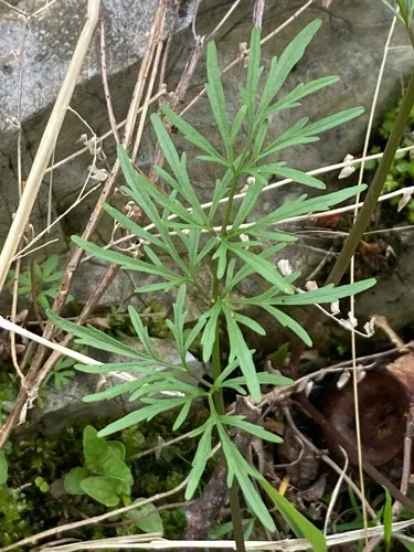 Bulblet-bearing Water Hemlock