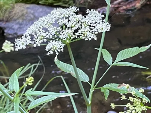 Western Water Hemlock