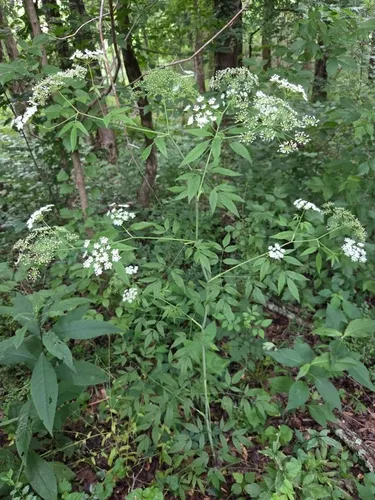 Spotted Water Hemlock — photo by Kristin A. Bakkegard