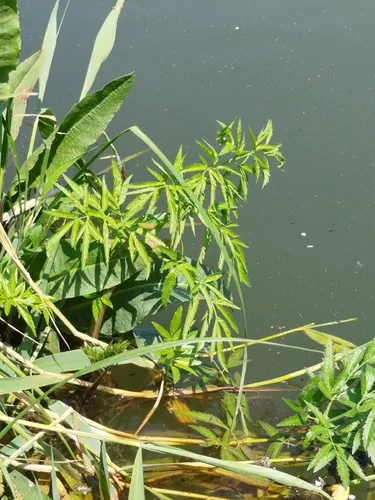 Mackenzie's Water Hemlock