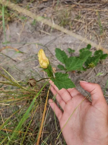 Yellow Flymallow