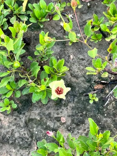 Variableleaf Flymallow