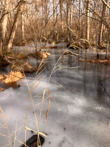 Sweet Woodreed — photo by Eric M Powell