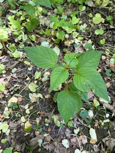 Broadleaf Enchanter's Nightshade