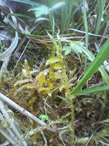 Cirriphyllum Moss — photo by Josephin