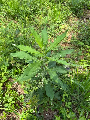 Tall Thistle