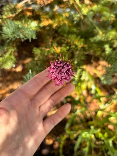 Rose Thistle — photo by Melanie Flood