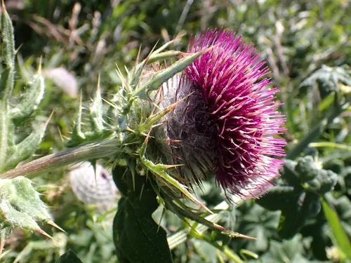 Franciscan Thistle — photo by Richard Hasegawa