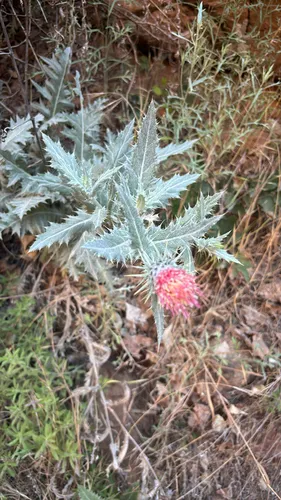 Arizona Thistle