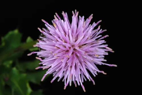 Canada Thistle — photo by Douglas Goldman