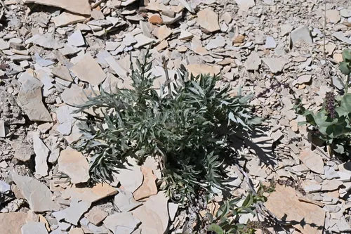 Barneby's Thistle