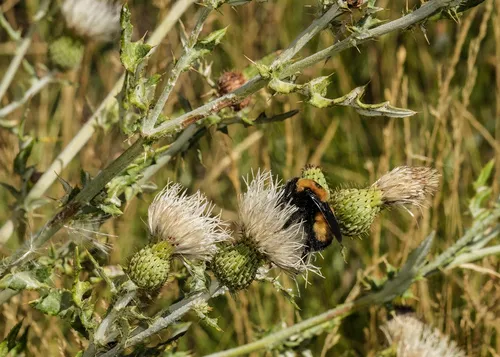 Palouse Thistle — photo by Lisa Hill