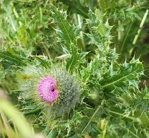 Clustered Thistle — photo by Barbara Kossy