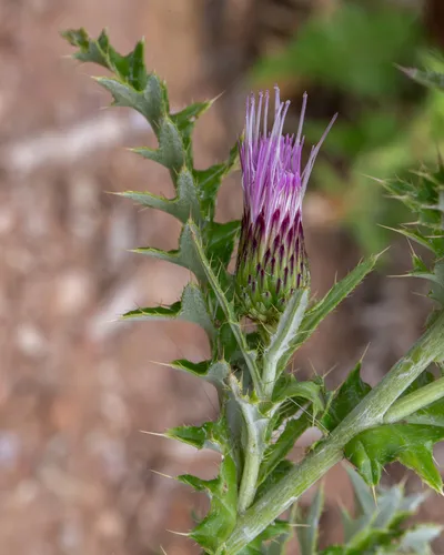 Cainville Thistle