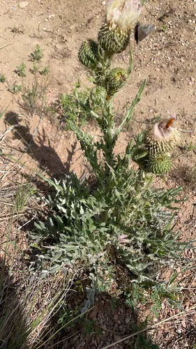 Prairie Thistle — photo by cschloegel