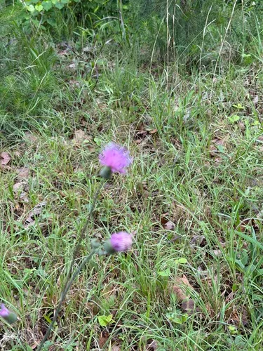 Soft Thistle — photo by ejansk_99