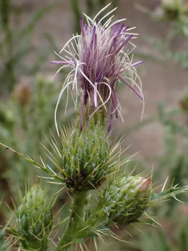 Queen Thistle — photo by Martin Purdy