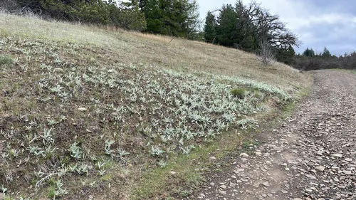 Ashland Thistle