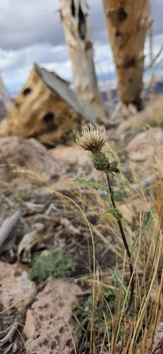 Fish Lake Thistle — photo by Braydon Lake