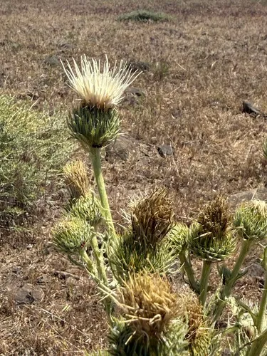 Peregrine Thistle — photo by desertspring