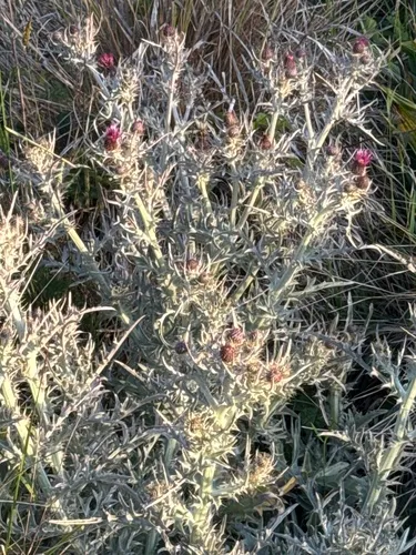 Douglas' Thistle — photo by marrrr