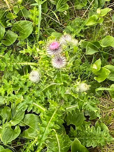 Edible Thistle — photo by Remington Jackson