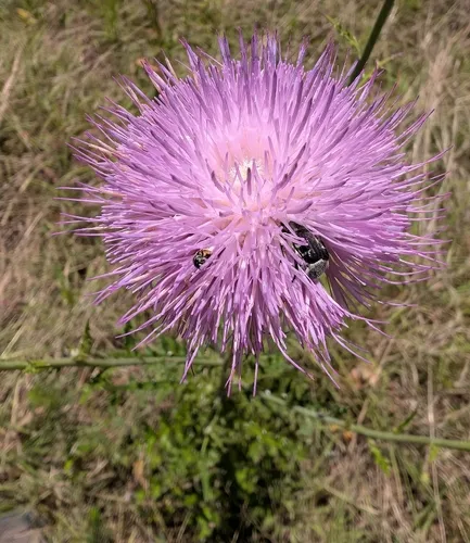 Engelmann's Thistle — photo by Piotr
