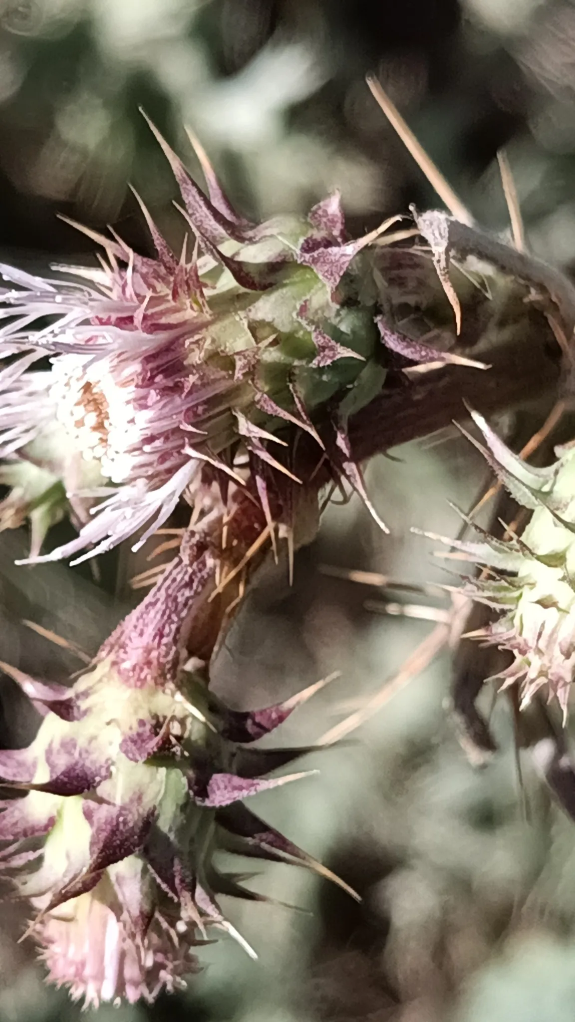 Mt. Hamilton Thistle (var. campylon) — photo by Thiswasnotmyintention
