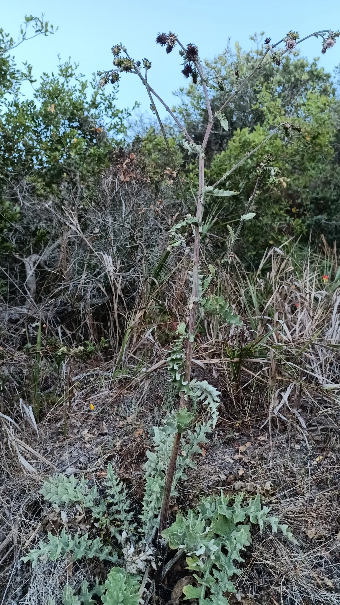 Chorro Creek Bog Thistle (var. obispoense) — photo by Thiswasnotmyintention