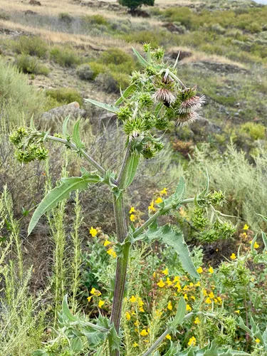 Fountain Thistle — photo by Kristi Lazar